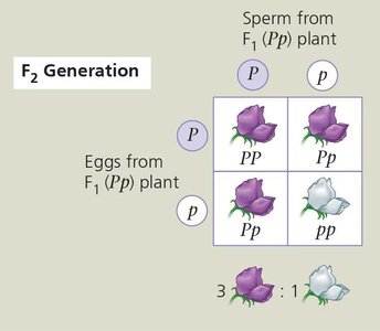 Punnett square for a monohybrid cross