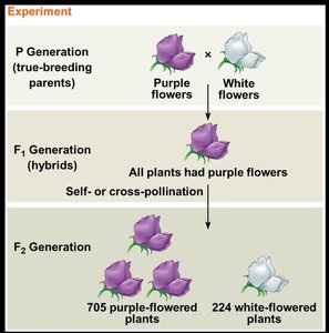 Mendel's experiment with pea flowers showing P, F1, and F2 generations