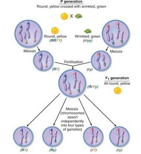 Diagram showing independent assortment of chromosomes