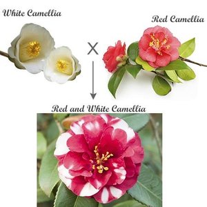 Codominance in flower color