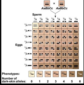 Polygenic inheritance in skin color