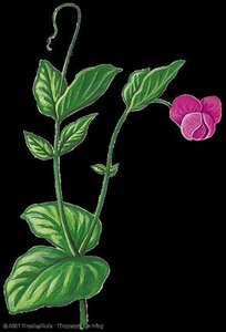 Illustration of a pea plant