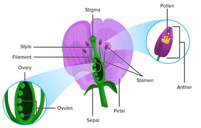 Diagram of pea flower structure