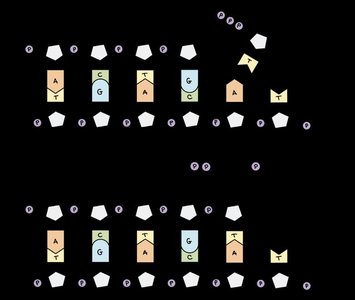 DNA and RNA structure and base pairing