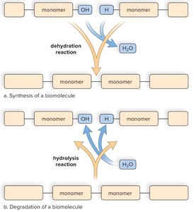 Synthesis and degradation of biomolecules