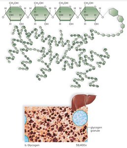 Structure of glycogen