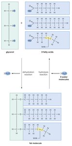 Formation of a fat molecule from glycerol and fatty acids