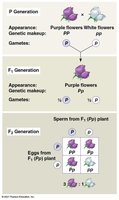Mendel's Model: Generations and Punnett Square