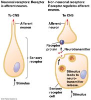 Neuronal and non-neuronal sensory receptors