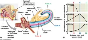 Mechanism of action potential generation in hair cells
