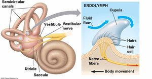 Semicircular canals and equilibrium