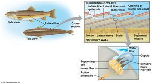 Lateral line system in fish