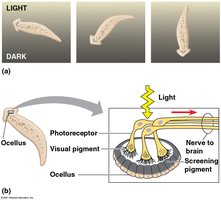 Planarian eyespots (ocelli)