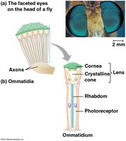 Compound eyes and ommatidia