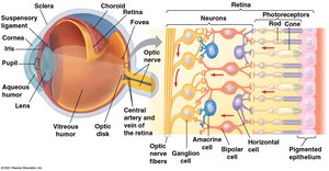 Retinal cell layers and signal transmission