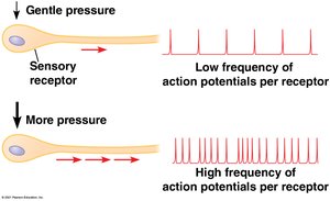 Action potential frequency and stimulus intensity