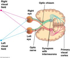 Visual pathways and optic chiasm