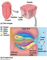 Taste buds and taste perception