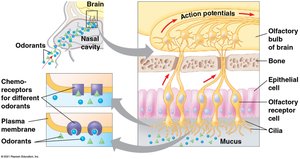 Olfactory system and signal transduction