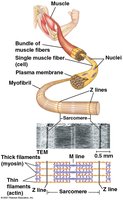 Muscle structure and sarcomere organization