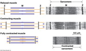 Sliding-filament model of muscle contraction