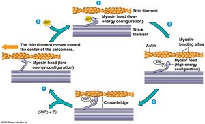 Cross-bridge cycle in muscle contraction