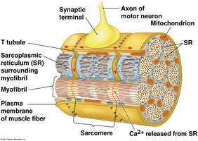 Signal transduction in muscle fibers