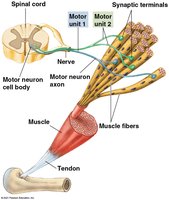 Motor units and muscle control