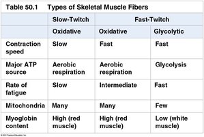 Types of skeletal muscle fibers
