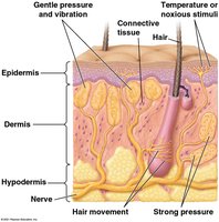 Mechanoreceptors in the skin