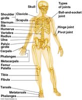 Human endoskeleton and major bones