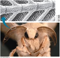 Chemoreceptors in moth antennae