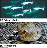 Thermoreceptors in rattlesnakes and electromagnetic sensing in whales