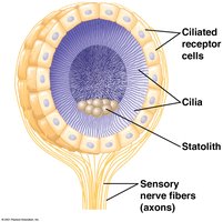 Statocyst structure in invertebrates
