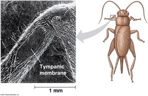 Tympanic membrane in insects