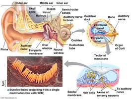 Anatomy of the mammalian ear