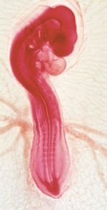 Embryonic development showing evolutionary relationships