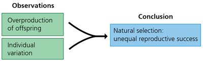 Diagram showing observations leading to natural selection
