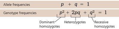 Hardy-Weinberg equations for allele and genotype frequencies