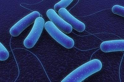 Bacterial cells with flagella