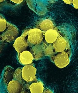 Cyanobacteria structural diversity