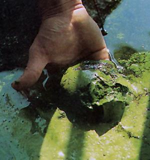 Cyanobacteria fixing nitrogen