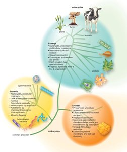 Three domains of life and their characteristics