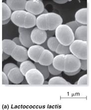 Major bacterial shapes and arrangements