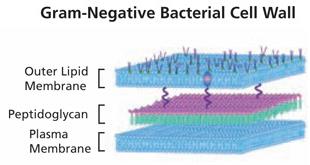 Gram-negative bacterial cell wall structure