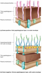 Comparison of Gram-positive and Gram-negative cell walls