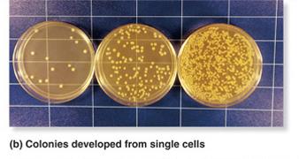 Bacterial colonies from single cells