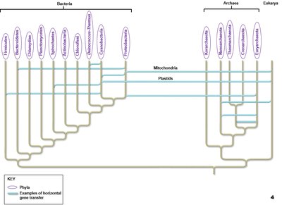 Phylogenetic tree showing Bacteria, Archaea, and Eukarya with horizontal gene transfer