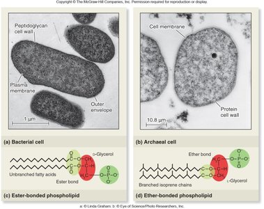 Comparison of bacterial and archaeal cell membranes