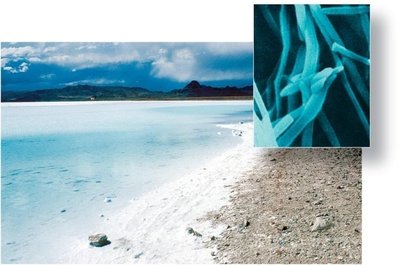 Halophiles in salt lake